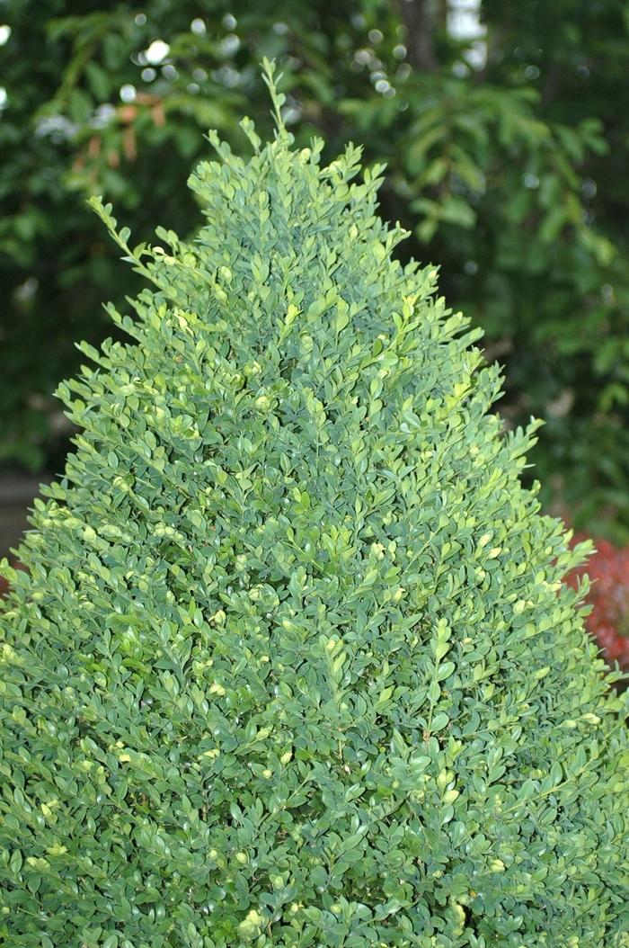 'Green Mountain' Boxwood - Buxus from Evans Nursery