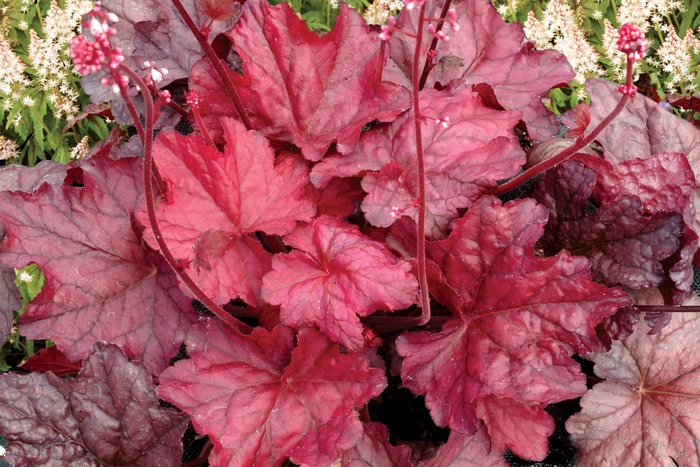 Front & Center™ Fire Chief - Heuchera ''Fire Chief'' PP21880 (Coral Bells) from Evans Nursery
