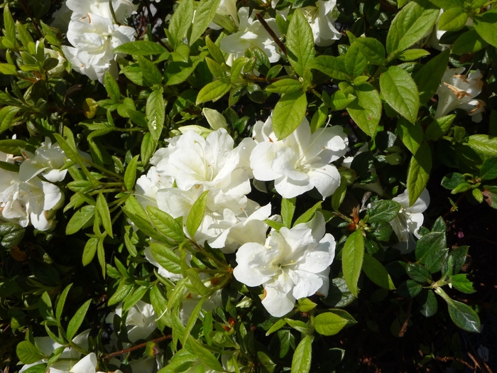 Encore® Autumn Moonlight® - Rhododendron hybrid from Evans Nursery