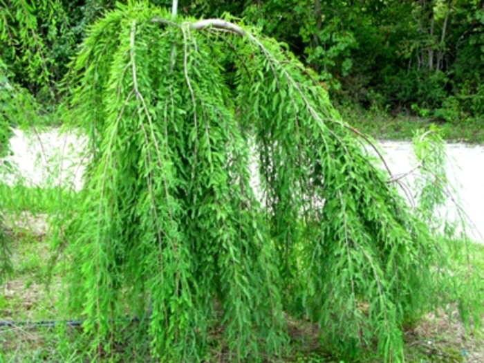 Rise -n-Fall Weeping Bald Cypress - Taxodium distichum 'Rise-n-Fall' from Evans Nursery