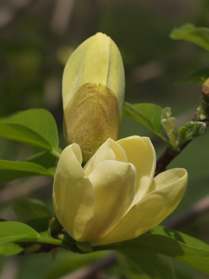 'Yellow Bird' - Magnolia x brooklynensis from Evans Nursery