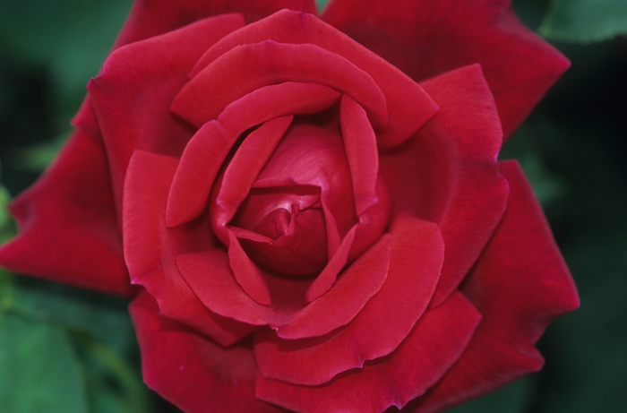 'Chrysler Imperial' Rose - Rosa from Evans Nursery