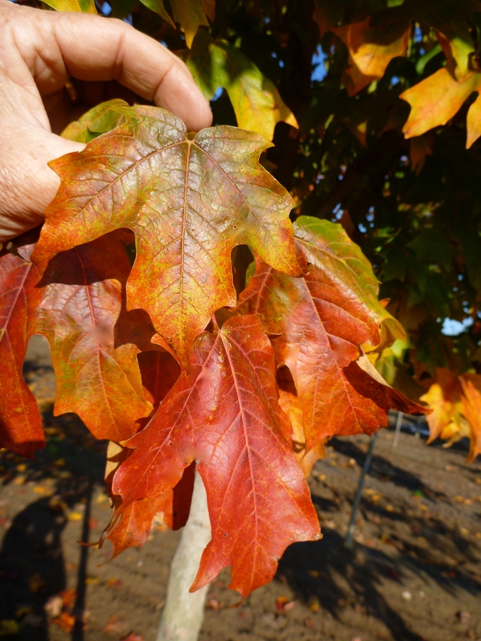 'Fall Fiesta®' Sugar Maple - Acer saccharum from Evans Nursery