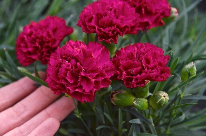 Fruit Punch® 'Cranberry Cocktail' - Dianthus hybrid from Evans Nursery