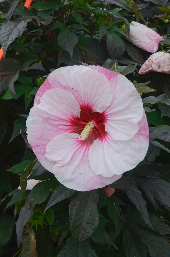 Summerific® 'Perfect Storm' - Hibiscus hybrid from Evans Nursery