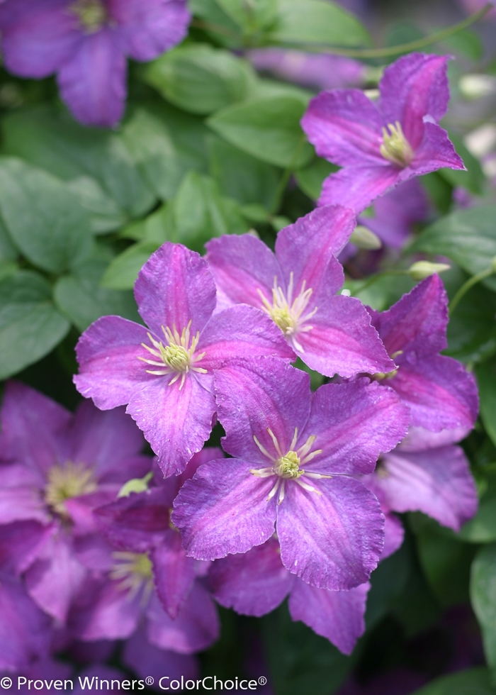 Jolly Good™ - Clematis sp. from Evans Nursery