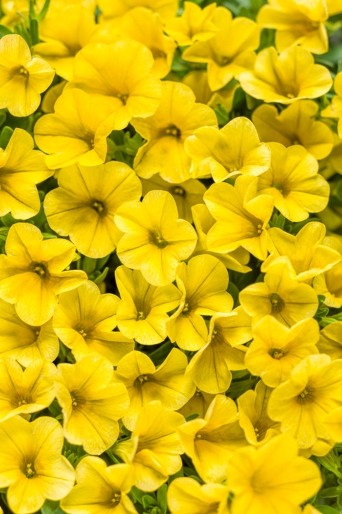 Superbells® Yellow - Calibrachoa hybrid from Evans Nursery