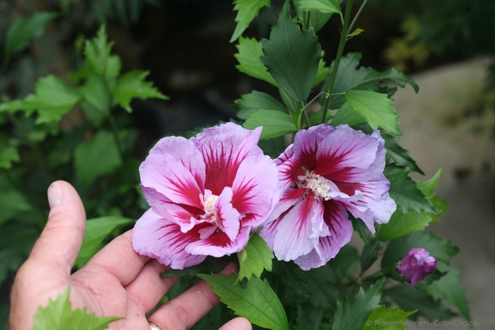 'Purple Pillar®' Rose of Sharon - Hibiscus syriacus from Evans Nursery