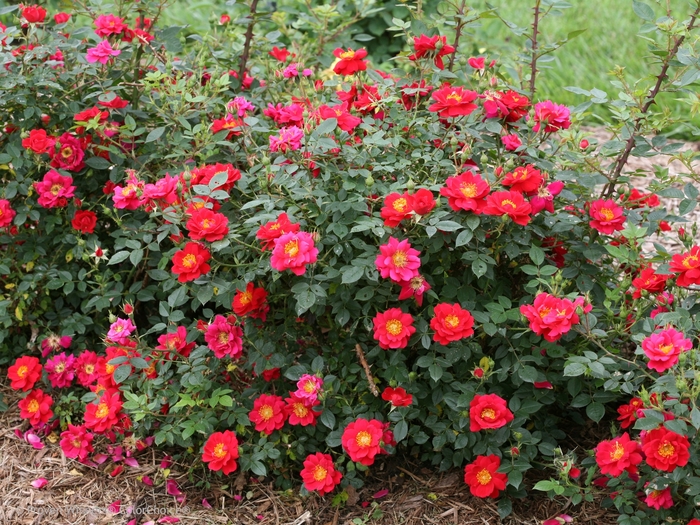 Oso Easy® Urban Legend® - Rosa x 'ChewPatout' PP28395, CBR 5831 from Evans Nursery