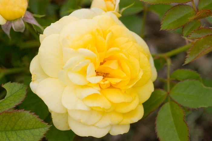 Easy Elegance® Yellow Brick Road - Rosa ''BAIoad'' PP19,046 (Rose) from Evans Nursery