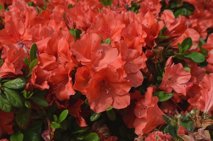 Encore® Autumn Sunset™ - Rhododendron hybrid from Evans Nursery