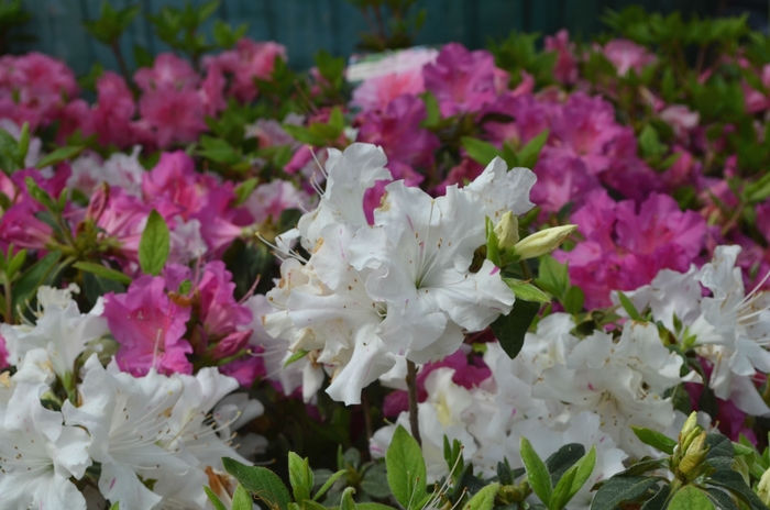 Encore® Autumn Lily® - Rhododendron hybrid from Evans Nursery