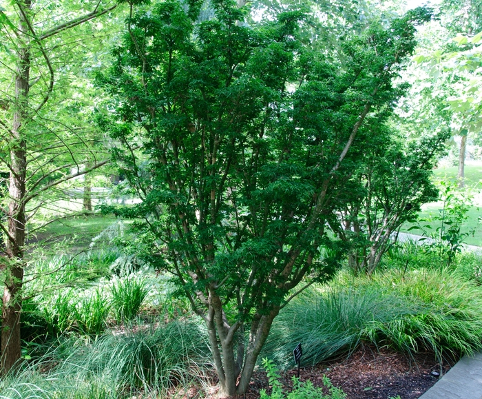 Japanese Maple - Acer palmatum 'Shishigashira' from Evans Nursery