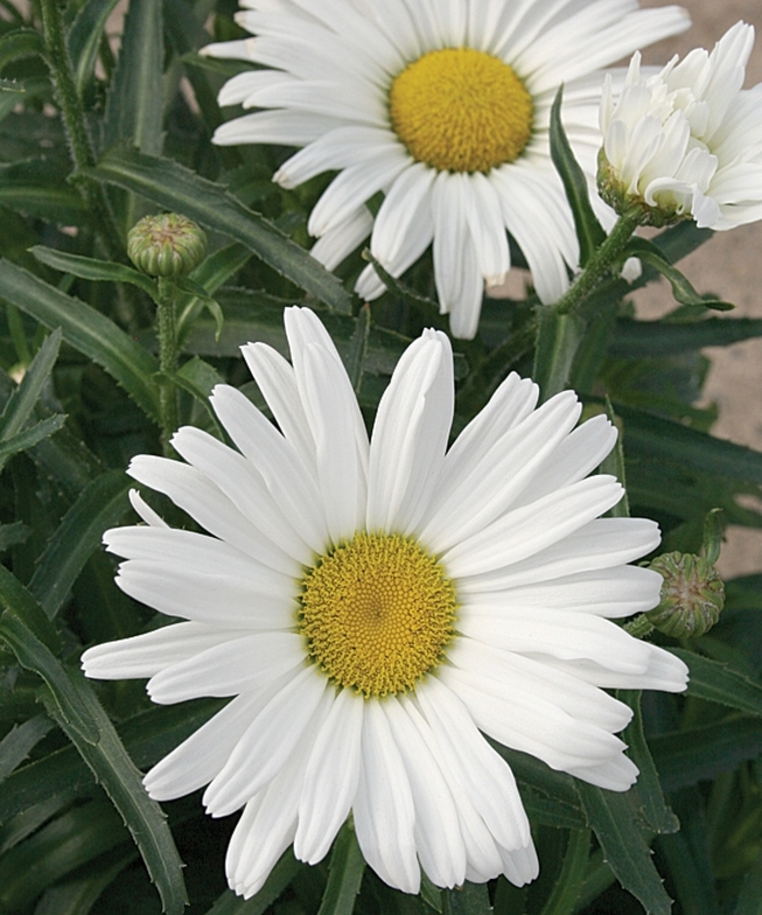Amazing Daisies® Daisy May® - Leucanthemum superbum from Evans Nursery
