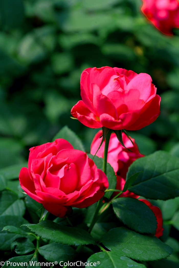 Oso Easy Double Red® - Rosa x from Evans Nursery