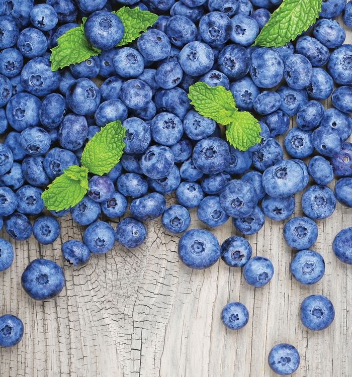 Tifblue Blueberry - Blueberry 'Tifblue' from Evans Nursery