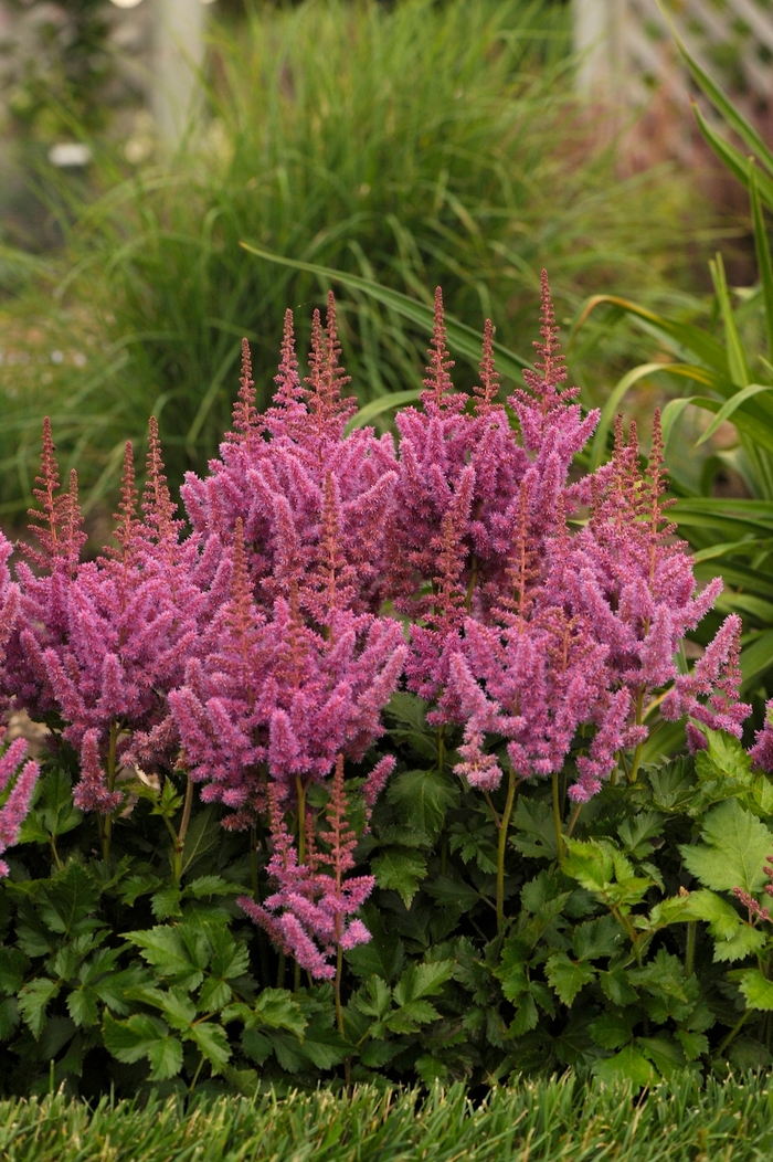 'Visions' Chinese Astilbe - Astilbe chinensis from Evans Nursery