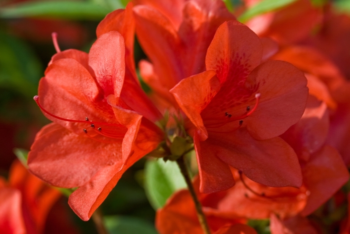 Encore® Autumn Bravo™ - Rhododendron hybrid from Evans Nursery
