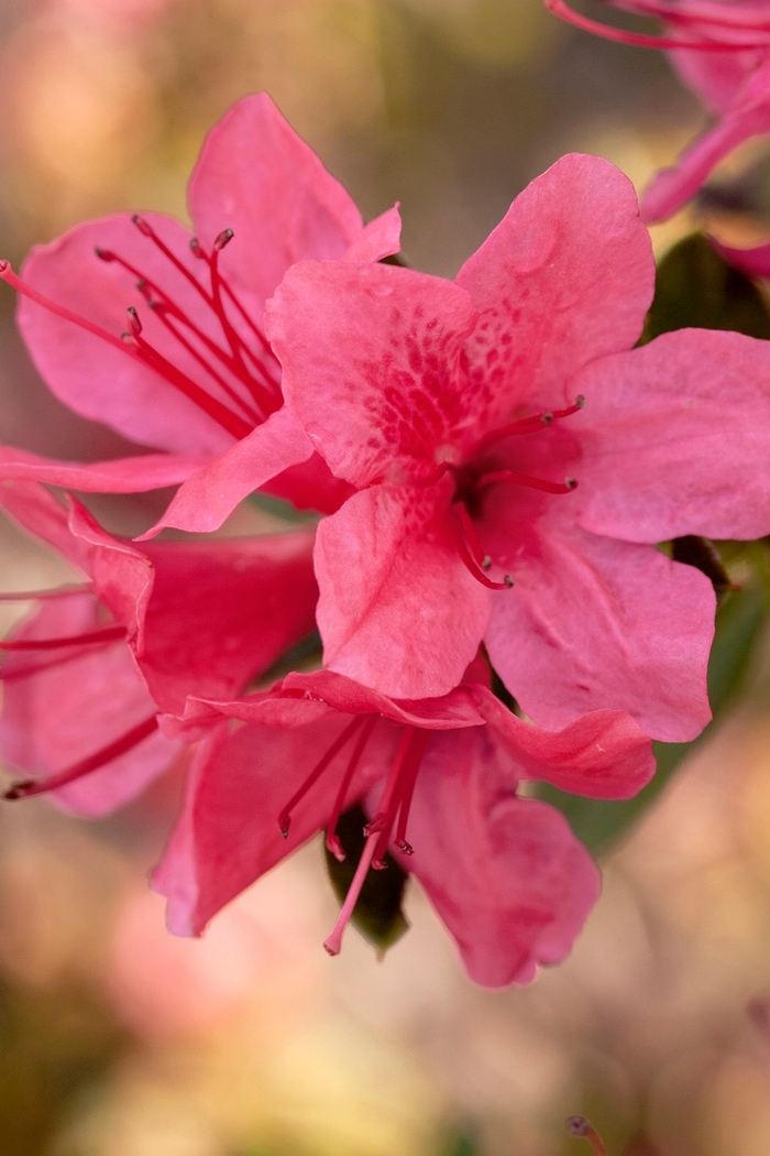 Encore® Autumn Cheer® - Rhododendron hybrid from Evans Nursery