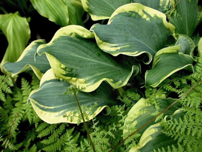 Shadowland® Wheee! - Hosta ''Wheee!'' PP23565, Can 4948 (Hosta, Plantain Lily) from Evans Nursery