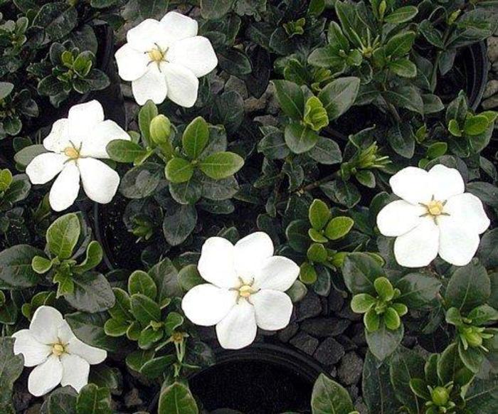 Daisy Cape Jasmine - Gardenia jasminoides 'Daisy' (Cape Jasmine) from Evans Nursery