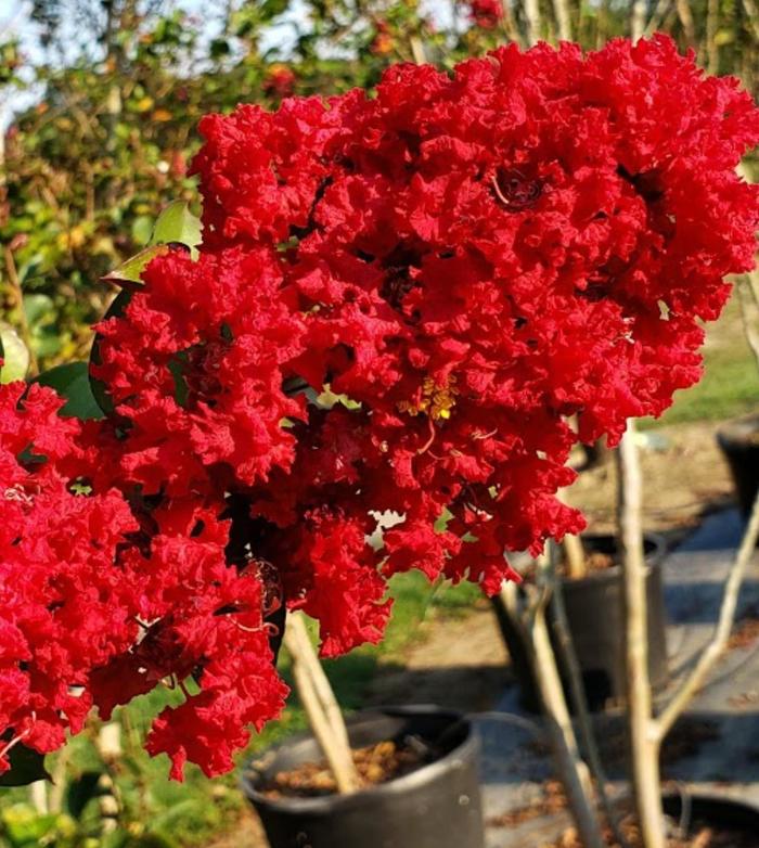 Dynamite Crapemyrtle - Lagerstroemia indica 'Dynamite' from Evans Nursery
