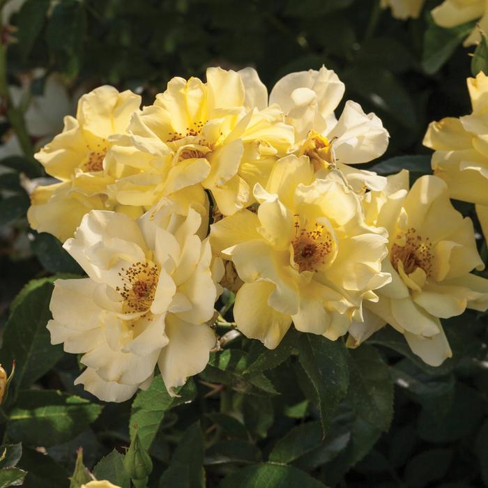 Lemon Drift Rose - Rosa 'Meisentmil' PP#20635 (Rose) from Evans Nursery