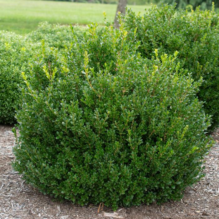 'Little Missy' Boxwood - Buxus microphylla from Evans Nursery