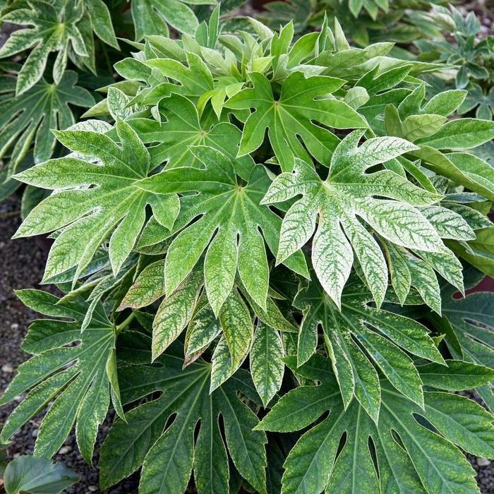 ''Spider''s Web'' Speckled Japanese Aralia - Fatsia japonica from Evans Nursery
