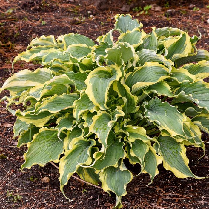 Shadowland® 'Voices in the Wind' - Hosta (Hosta, Plantain Lily) from Evans Nursery