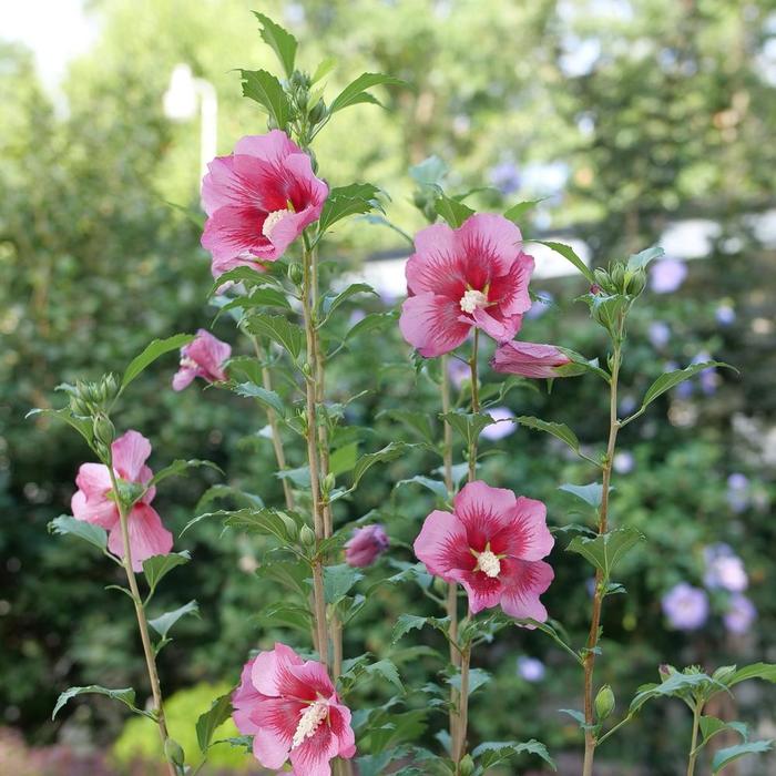 'Red Pillar™' Rose of Sharon - Hibiscus syriacus from Evans Nursery
