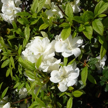 Rhododendron hybrid - Encore® Autumn Moonlight®
