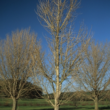 Ginkgo biloba - 'Princeton Sentry' Maidenhair Tree
