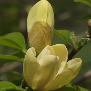 Magnolia x brooklynensis - 'Yellow Bird'