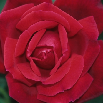 Rosa - 'Chrysler Imperial' Rose