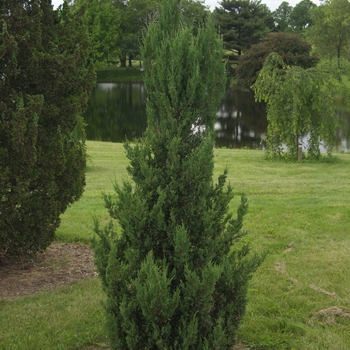 Juniperus chinensis 'Blue Point' - 