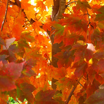 October Glory Maple -Acer rubrum 'October Glory'