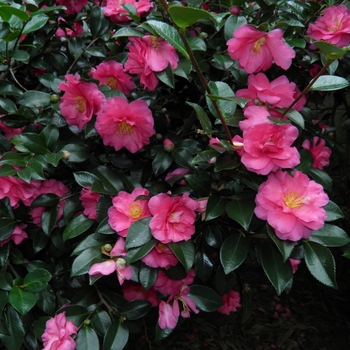 Camellia 'Shishi-Gashira' - Shishi-Gashira Camellia