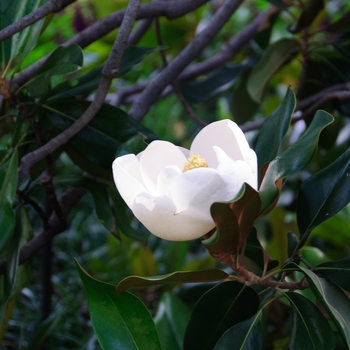 Magnolia grandiflora - D.D. Blanchard Magnolia