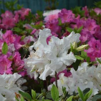 Rhododendron hybrid - Encore® Autumn Lily®