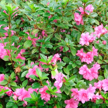Rhododendron hybrid - Encore® Autumn Carnation®