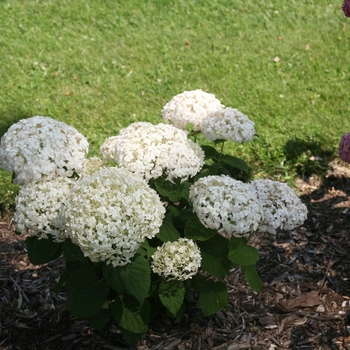 Hydrangea arborescens - Wee White®