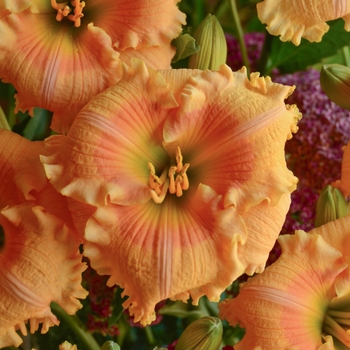 Hemerocallis hybrid - Rainbow Rhythm® Orange Smoothie