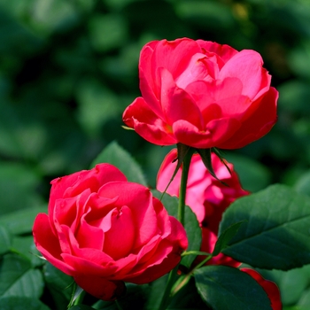 Rosa x - Oso Easy Double Red®
