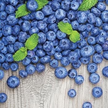 Blueberry 'Austin'' - Austin Blueberry