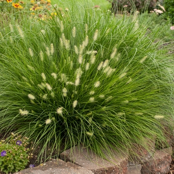 Pennisetum alopecuroides - 'Little Bunny' Miniature Fountain Grass