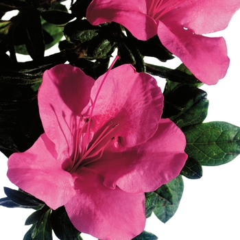 Rhododendron hybrid - Encore® Autumn Carnival®
