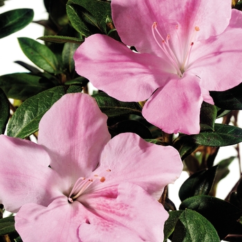 Rhododendron hybrid - Encore® Autumn Sweetheart®
