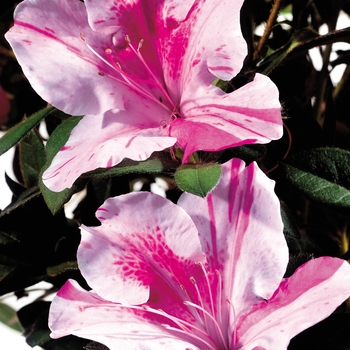 Rhododendron hybrid - Encore® Autumn Twist®
