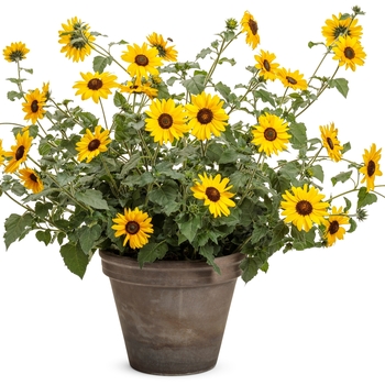 Helianthus 'Yellow' (Sunflower) - Suncredible® Yellow